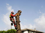 Abbattimento alberi