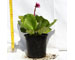 bergenia-cordonifoglia-vaso-13.jpg