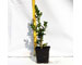 buxus-arboriscens-vaso-7.jpg