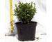 buxus-erenausen-vaso-15.jpg