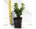 buxus-erenausen-vaso-7.jpg