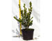 buxus-micro.-faulkner-vaso-15.jpg