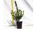 buxus-micro.-faulkner-vaso-7.jpg