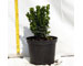 buxus-pumila-vaso-15.jpg