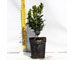 buxus-pumila-vaso-7.jpg