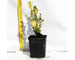 buxus-sem.elegantissima-vaso-7.jpg