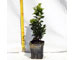 buxus-sempervirens-vaso-7.jpg