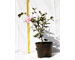 camelia-sasangua-in-varieta-vaso-15.jpg