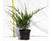 juniperus-m.fitzeriana-vaso-15.jpg