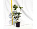 osmanthus-aquifolium-vaso-7.jpg