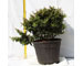 pyracantha-navaho-vaso-18.jpg