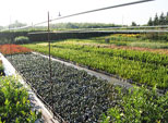Vivaio giovani piante